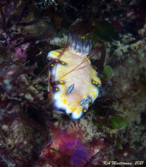 Hypselodoris imperialis