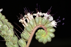 Phacelia robusta