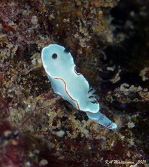 Glossodoris angasi
