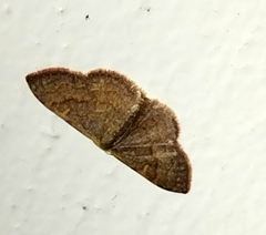 Leptostales pannaria