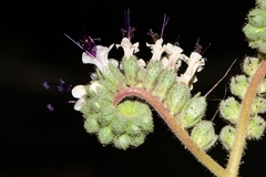Phacelia robusta