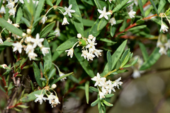 Monotaxis bracteata