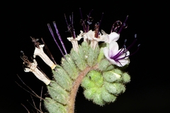 Phacelia robusta