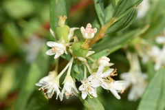 Monotaxis bracteata