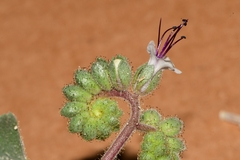 Phacelia robusta