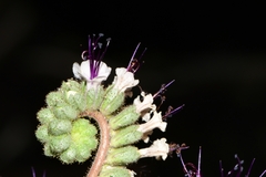 Phacelia robusta