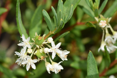 Monotaxis bracteata