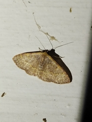 Leptostales pannaria