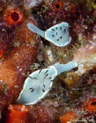 Glossodoris angasi