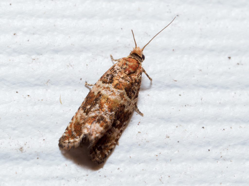 Celypha Moth