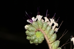 Phacelia robusta