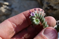 Phacelia robusta