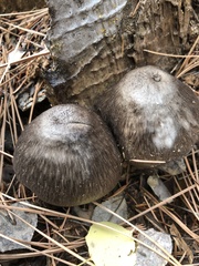 Coprinopsis uliginicola