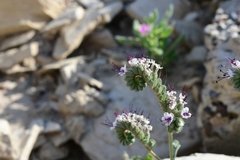 Phacelia robusta