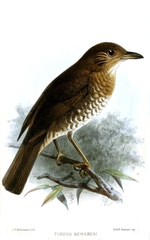 Comoros Thrush photo 3