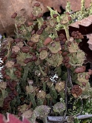 Cladonia gracilis
