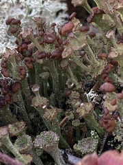 Cladonia gracilis