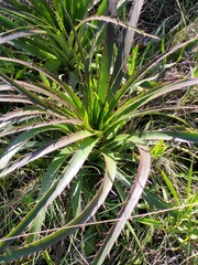 Eryngium paniculatum