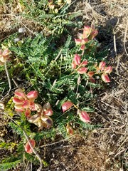 Astragalus nuttallii