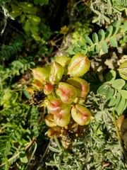 Astragalus nuttallii