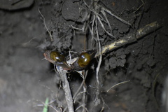 Stanisicarion freycineti