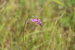 Arthropodium minus