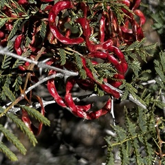 Mimosa aculeaticarpa biuncifera