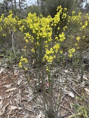 Glischrocaryon behrii