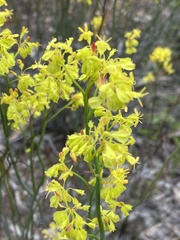 Glischrocaryon behrii