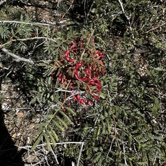 Mimosa aculeaticarpa biuncifera
