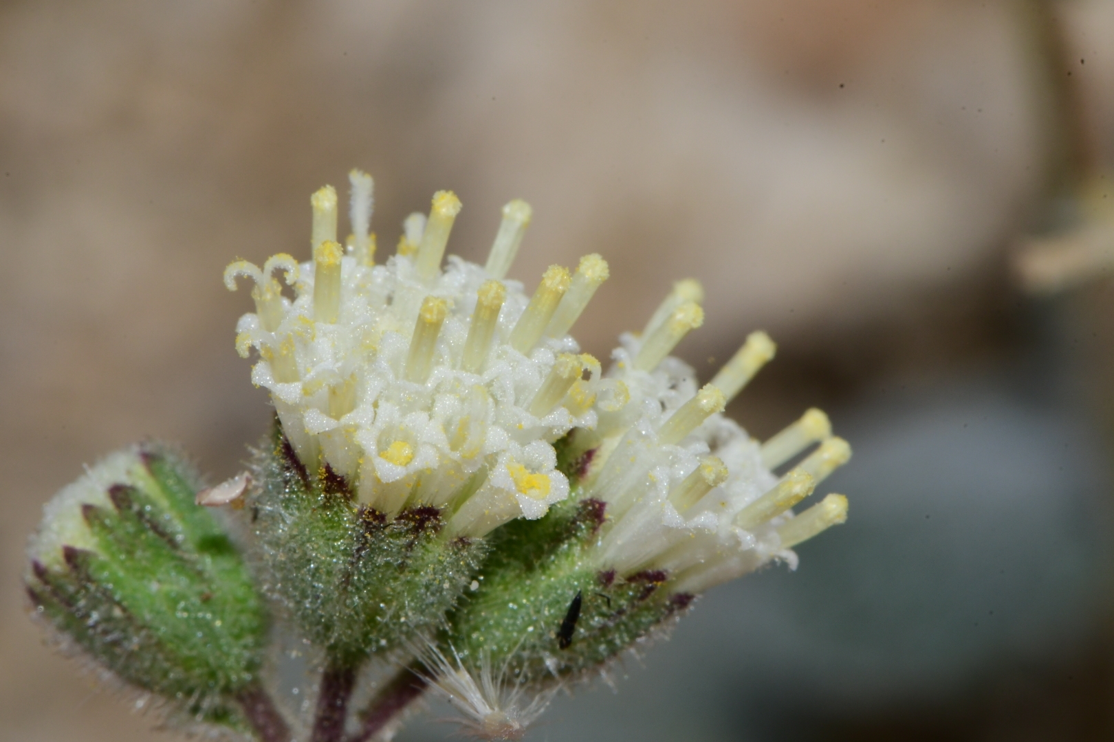Psathyrotopsis scaposa