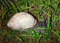 Megalobulimus