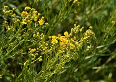 Senecio brasiliensis