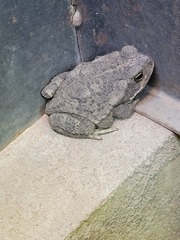 Rhinella arenarum