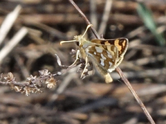 Carterocephalus argyrostigma