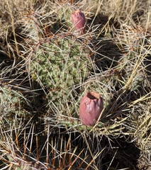Opuntia tortispina