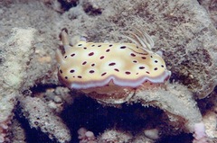 Goniobranchus kuniei