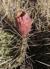 Opuntia tortispina
