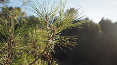 Pinus coulteri