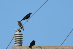 Euphagus cyanocephalus