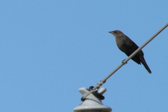 Euphagus cyanocephalus