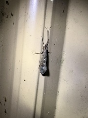 Glyphopsyche irrorata