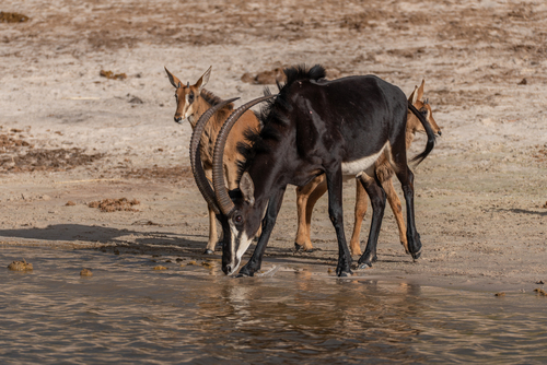 Sable Antelope, photo 5 of 8