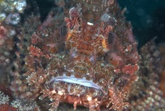 Scorpaena jacksoniensis