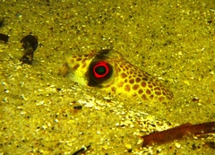 Tetractenos glaber