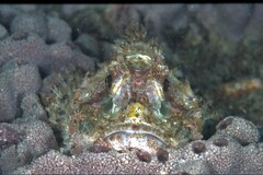 Scorpaenidae