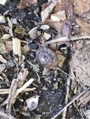 Discus rotundatus