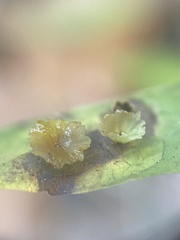 Pachypsylla celtidisasterisca