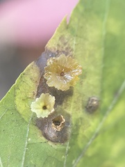 Pachypsylla celtidisasterisca