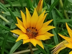 Apis mellifera